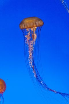 Image of Sea nettle