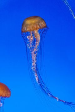 Image of Sea nettle