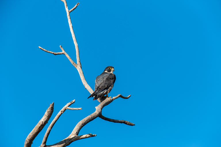 Image of Duck hawk