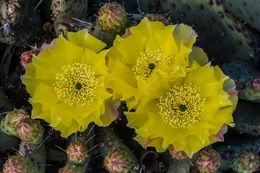 Image of <i>Opuntia polyacantha</i> var. <i>hystricina</i>