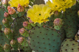 Image of <i>Opuntia polyacantha</i> var. <i>hystricina</i>