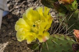 Image of <i>Opuntia polyacantha</i> var. <i>hystricina</i>