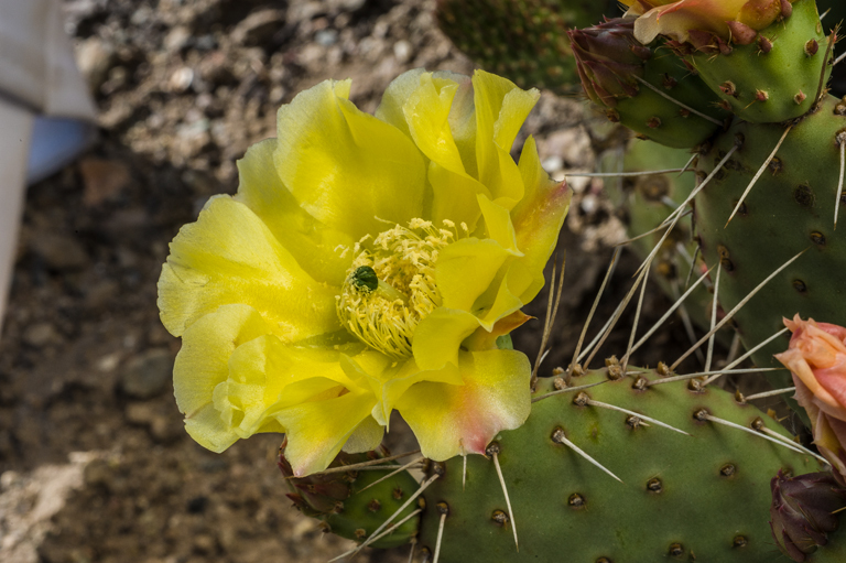 Image of <i>Opuntia polyacantha</i> var. <i>hystricina</i>