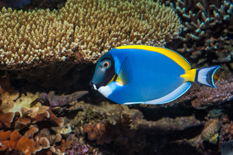 Image of Blue Surgeonfish