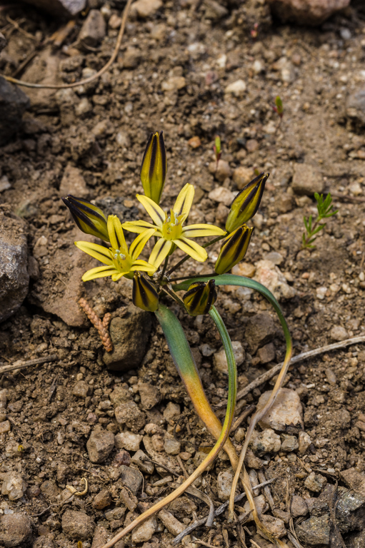 Слика од Triteleia ixioides subsp. anilina (Greene) L. W. Lenz