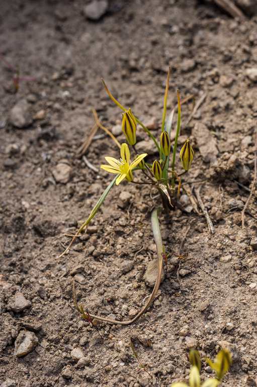 Слика од Triteleia ixioides subsp. anilina (Greene) L. W. Lenz