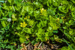 Image of spinyfruit buttercup