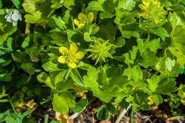 Image of spinyfruit buttercup