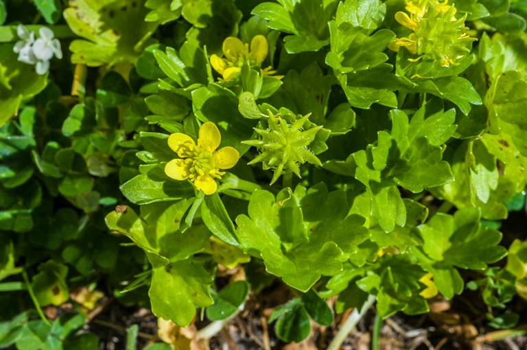 Image de Ranunculus muricatus L.