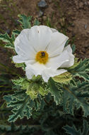 Image of flatbud pricklypoppy