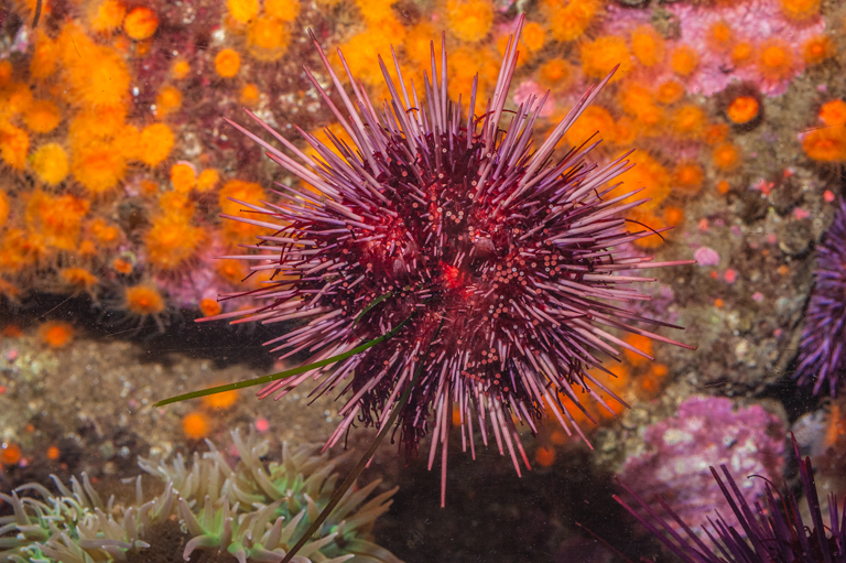 Image of Purple sea urchin