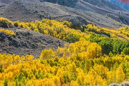 Image of quaking aspen