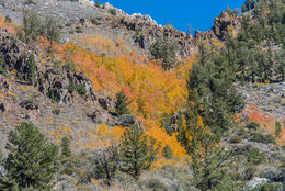 Image of quaking aspen