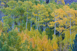 Image of quaking aspen