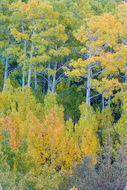 Image of quaking aspen