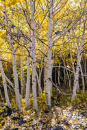 Image of quaking aspen