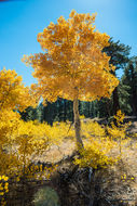 Image of quaking aspen