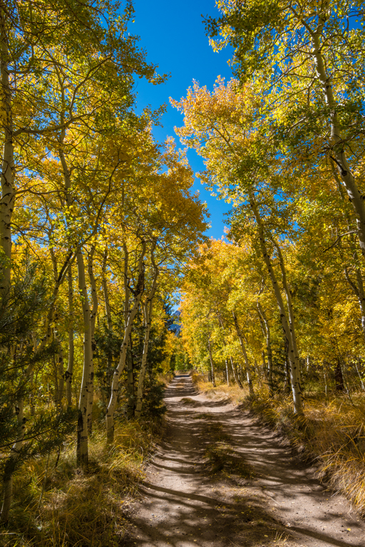 Image of quaking aspen