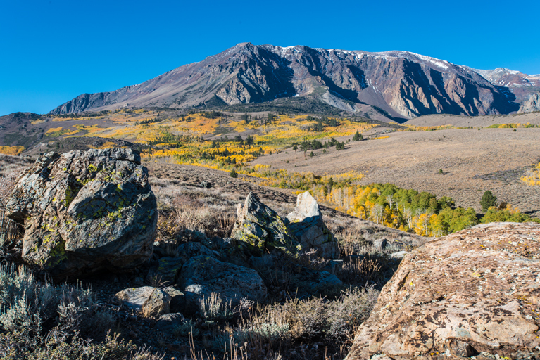 Image of quaking aspen