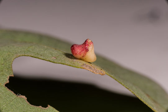 Image of Brewer Oak