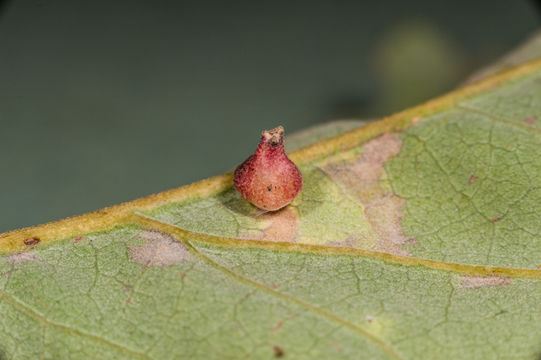 Image of Brewer Oak