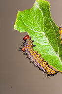 Image of Red-humped Caterpillar Moth