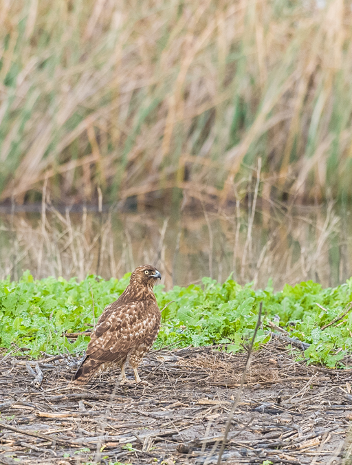 Image of Red-tailed Hawk