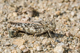 Imagem de Dissosteira pictipennis Bruner & L. 1905