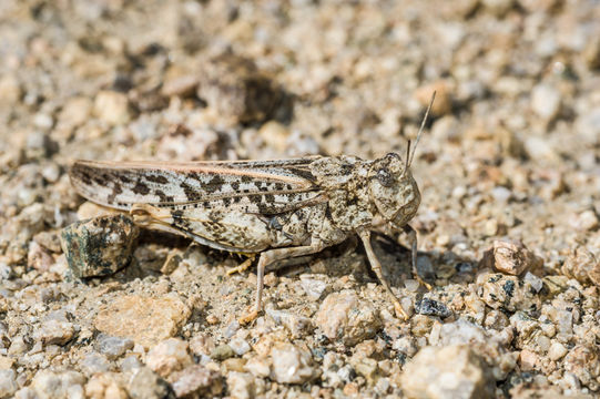 Image of Dissosteira pictipennis Bruner & L. 1905