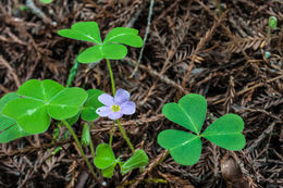 Image of redwood-sorrel