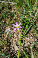 Image of rosy sandcrocus