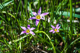 Image of rosy sandcrocus