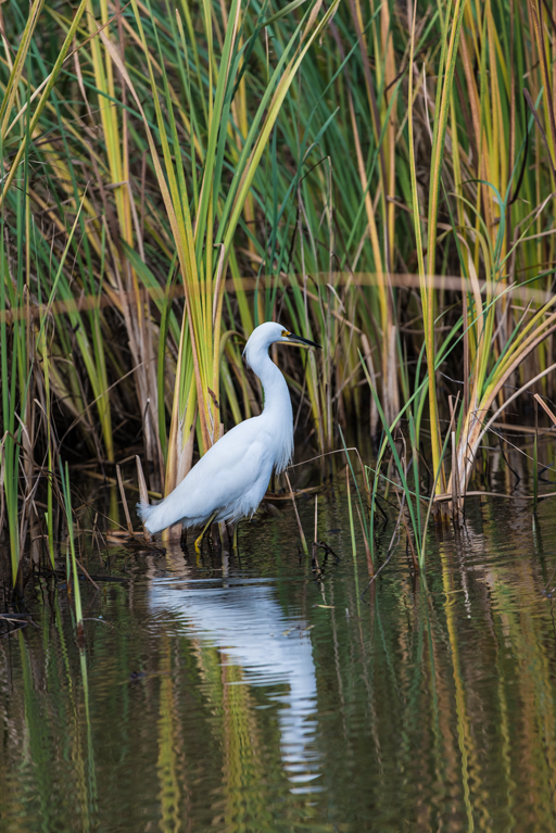 Image de Aigrette neigeuse