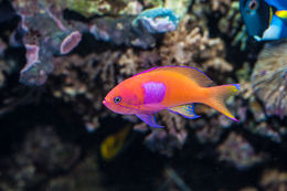 Pseudanthias pleurotaenia (Bleeker 1857) resmi