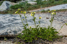 Image of <i>Drymocallis <i>glandulosa</i></i> var. glandulosa