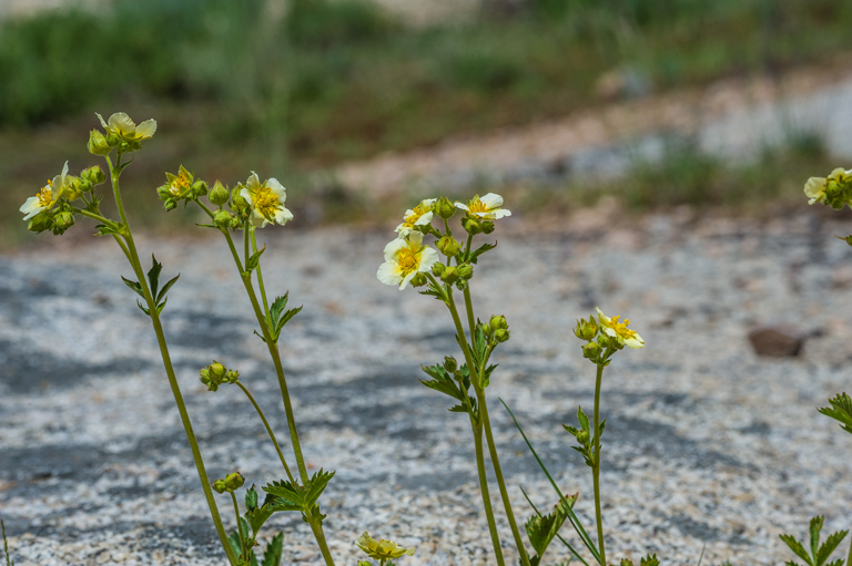 Image of <i>Drymocallis <i>glandulosa</i></i> var. glandulosa