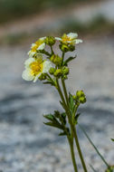 Image of <i>Drymocallis <i>glandulosa</i></i> var. glandulosa