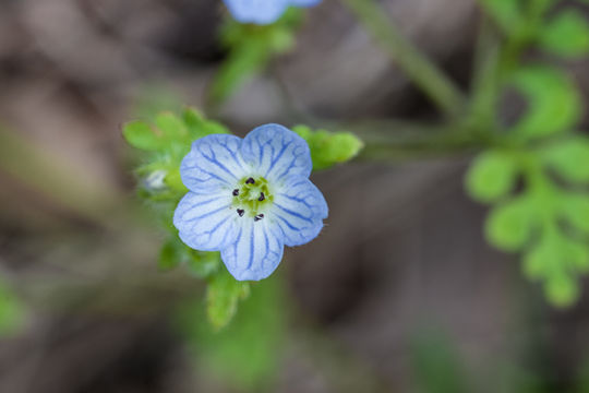 Image of small baby blue eyes