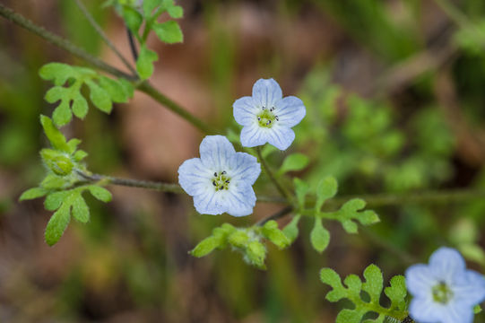 Imagem de Nemophila heterophylla Fisch. & C. A. Mey.