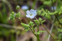 Imagem de Nemophila heterophylla Fisch. & C. A. Mey.