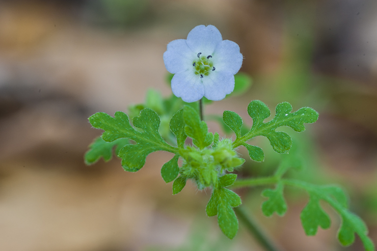 Imagem de Nemophila heterophylla Fisch. & C. A. Mey.