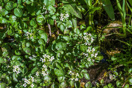 Plancia ëd Nasturtium officinale W. T. Aiton