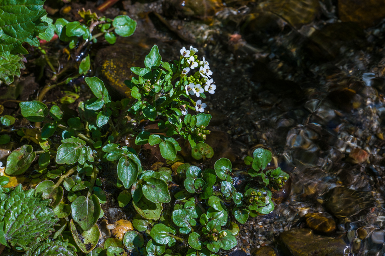 Image of Water-cress