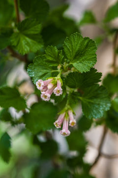 Image of wax currant