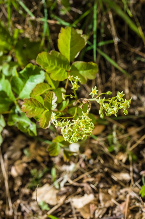 Image of Pacific poison oak