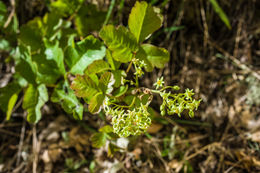 Image of Pacific poison oak