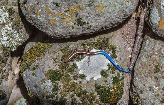 Image of Western Skink