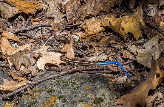 Image of Western Skink