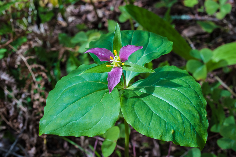 Imagem de Trillium ovatum Pursh