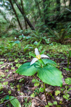 Image of Pacific trillium